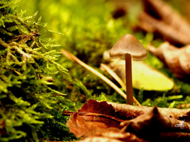 Secretos del bosque